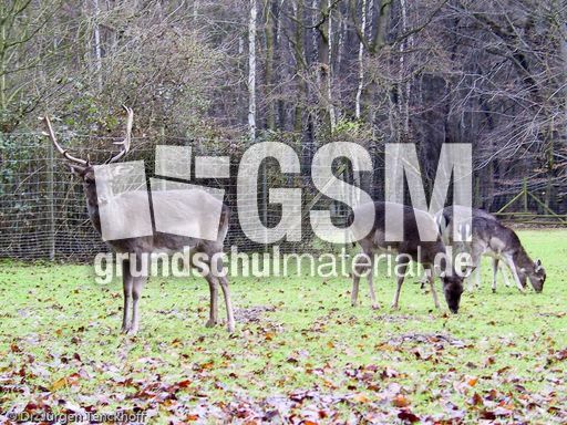 Hirsche (14 von 20).jpg